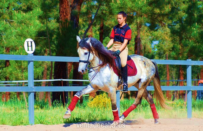 9YO PRE, TOP QUALITY MOVER, EXCELLENT CHARACTER…CLEAR XRAYS, PIRO FREE - Pura Raza Española