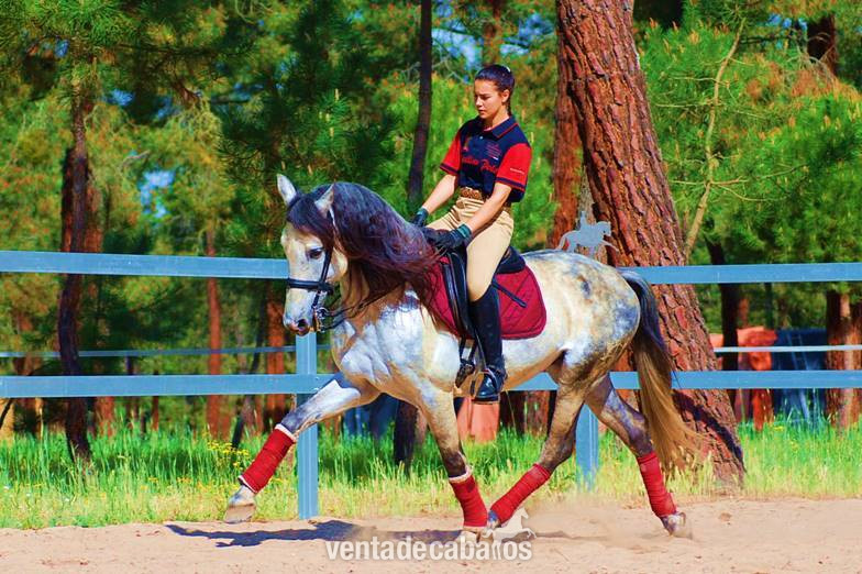 9YO PRE, TOP QUALITY MOVER, EXCELLENT CHARACTER…CLEAR XRAYS, PIRO FREE - Caballos Pura Raza Española (P.R.E.)