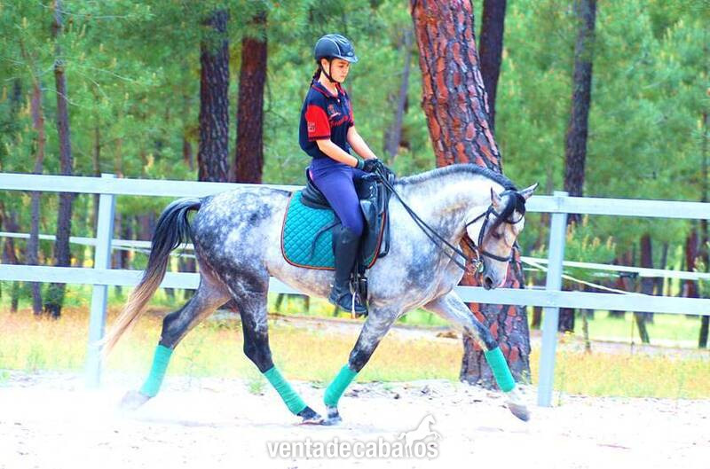 9YO PRE, TOP QUALITY MOVER, EXCELLENT CHARACTER…CLEAR XRAYS, PIRO FREE