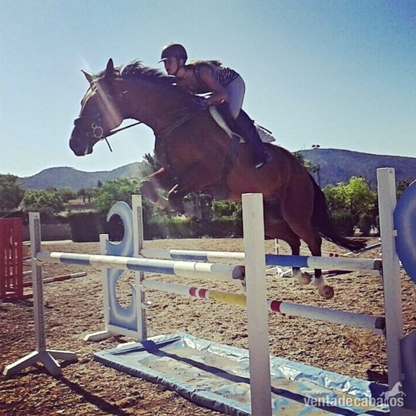 Potro de salto (6 años) in 