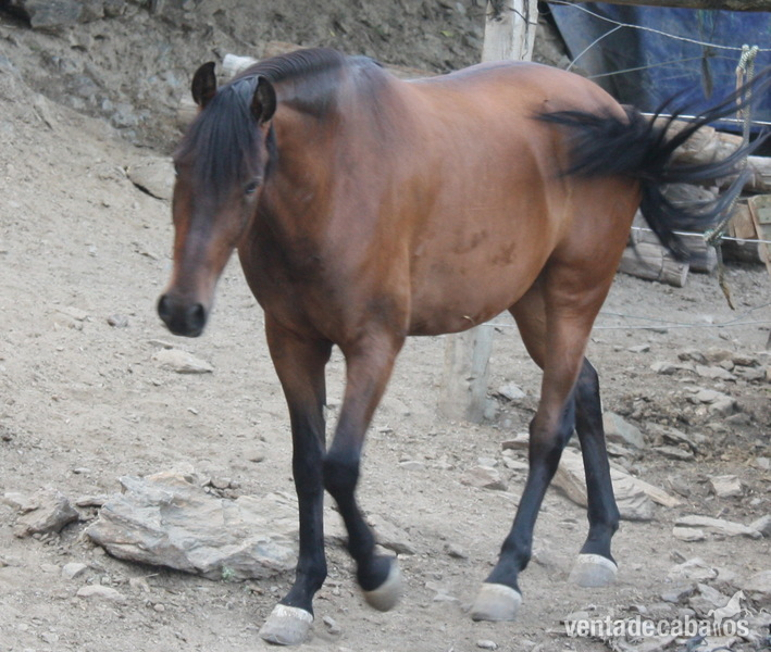 CABALLOS PARA CARRO in 