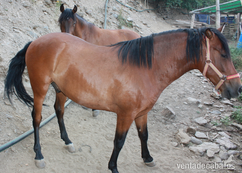 CABALLOS PARA CARRO - Caballos Pura Raza Española (P.R.E.) in 