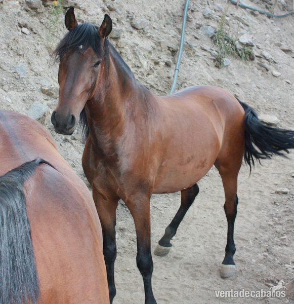 CABALLOS PARA CARRO - Caballos Pura Raza Española (P.R.E.)
