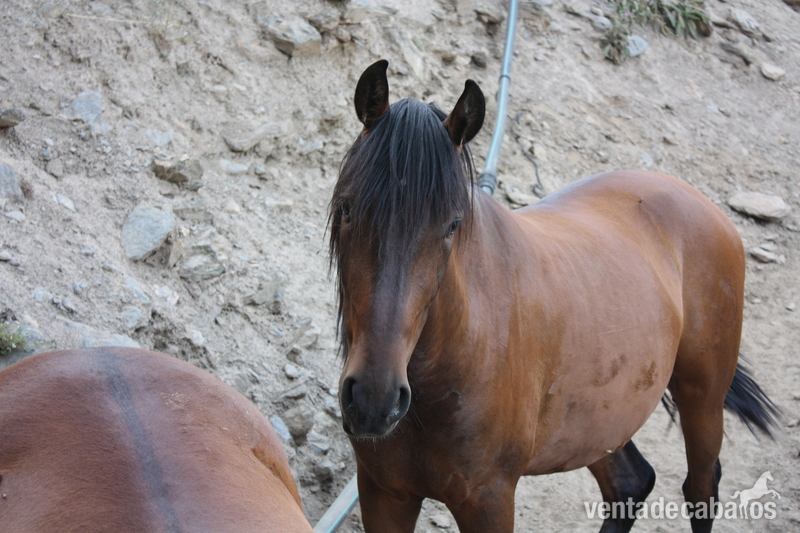 CABALLOS PARA CARRO 