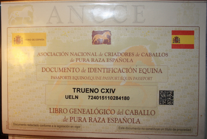 Caballos Pura Raza Española (P.R.E.) - CABALLOS PARA CARRO in 