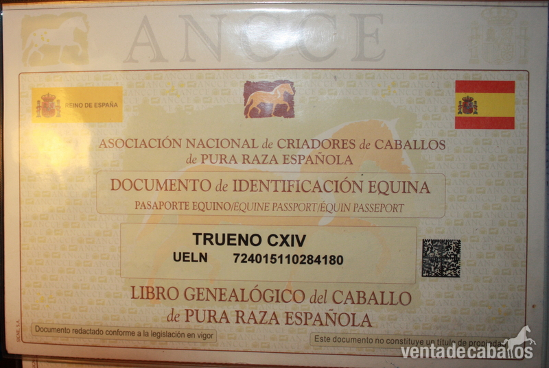 Caballos Pura Raza Española (P.R.E.) - CABALLOS PARA CARRO in 