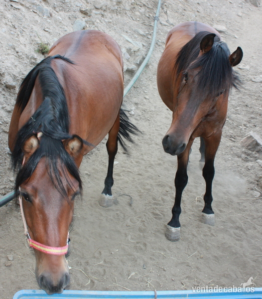 Caballos Pura Raza Española (P.R.E.) Pura Raza Española - CABALLOS PARA CARRO