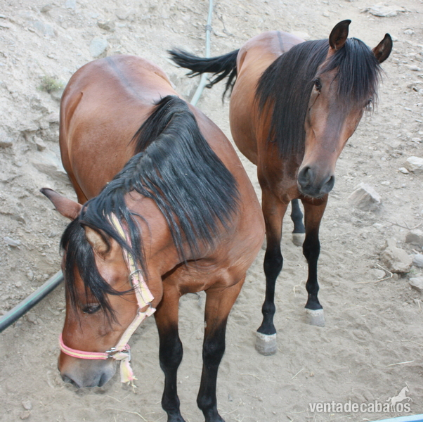 CABALLOS PARA CARRO - Caballos Pura Raza Española (P.R.E.) Pura Raza Española