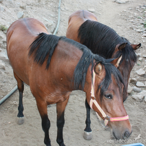 CABALLOS PARA CARRO - Pura Raza Española