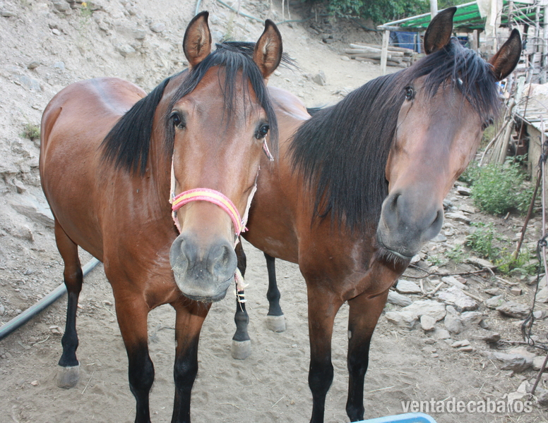 CABALLOS PARA CARRO - Caballos Pura Raza Española (P.R.E.)