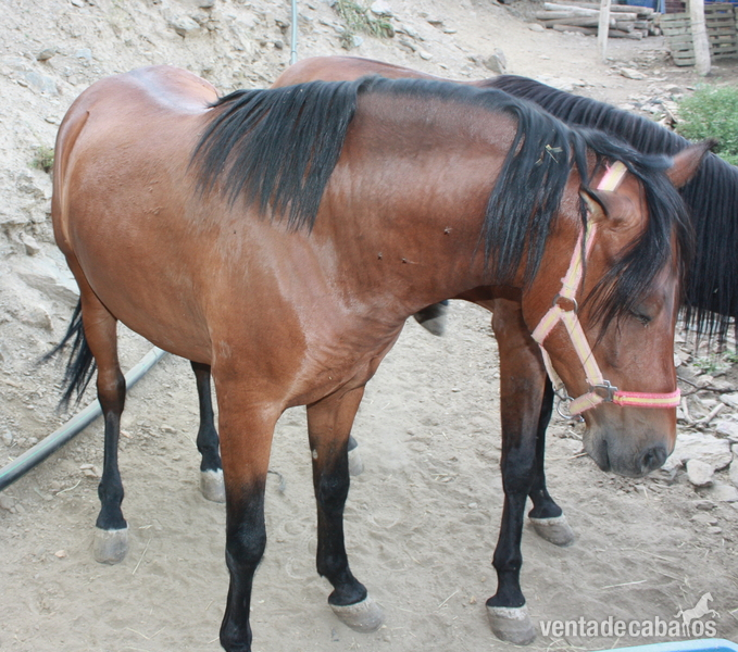 CABALLOS PARA CARRO