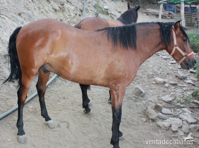  CABALLOS PARA CARRO