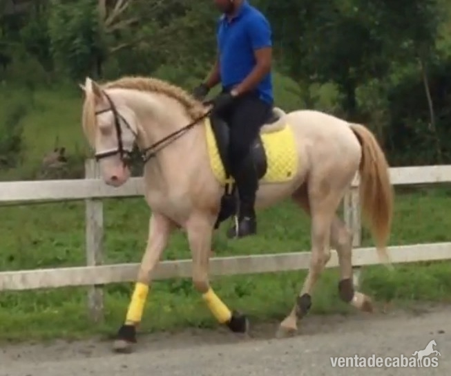 Caballo lusitano entero in 