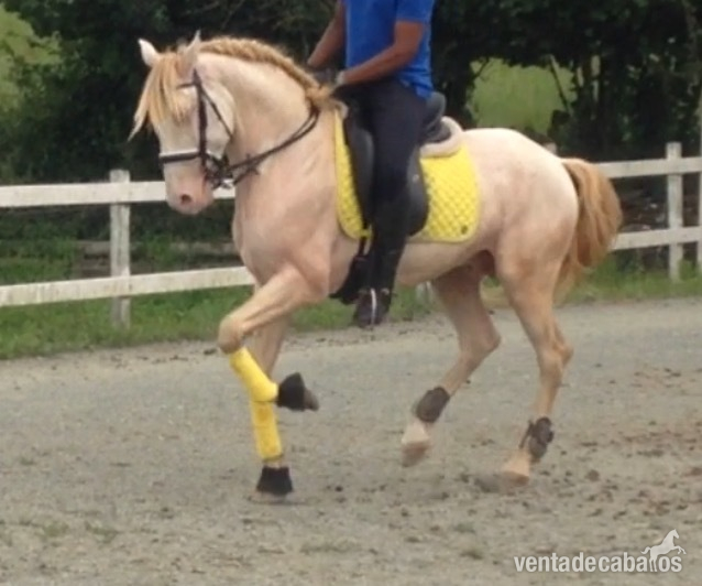 Lusitano