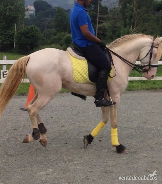 Lusitano {TYPE}