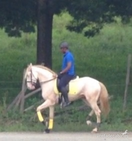 Caballos Enteros Lusitano - Caballo lusitano entero