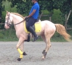 Caballo lusitano entero - Caballos Enteros Lusitano