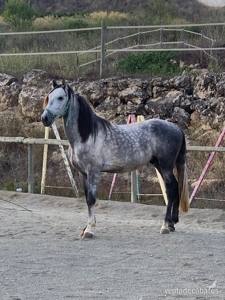 Cacaballo Español Tordo in 