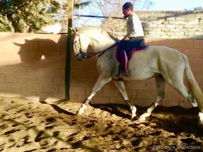 Caballo grande y bueno - Centro europeo