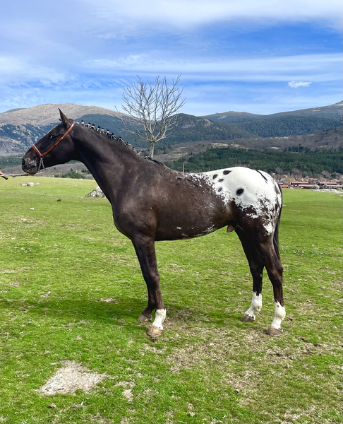 SEMENTAL APPALOOSA GRIEGO in 