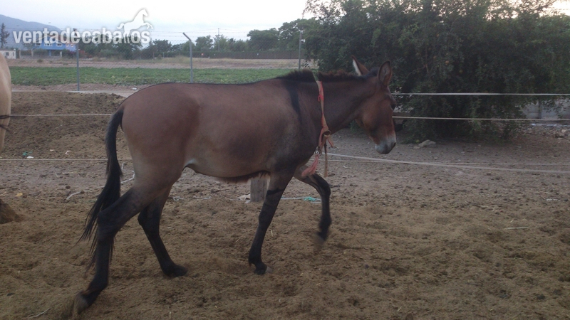 mulo romo pardo in 