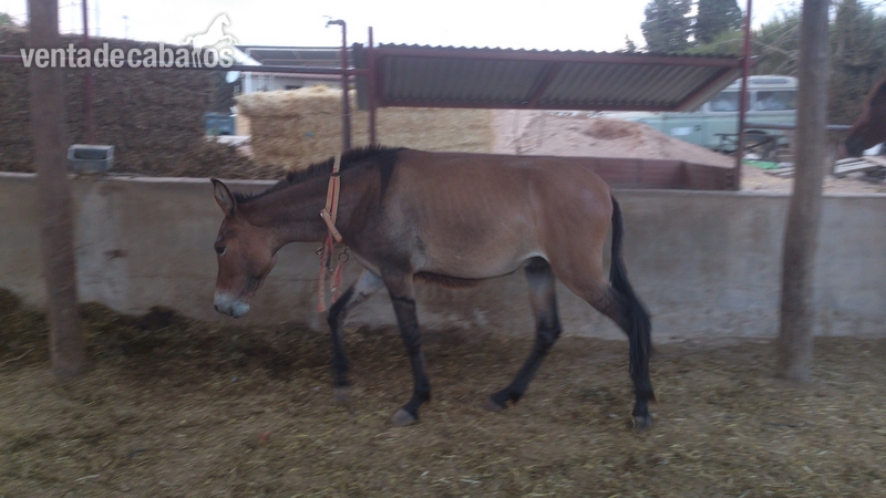 Mulo