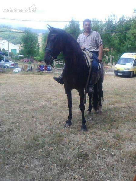 Se vende caballo PRE negro morcillo in 