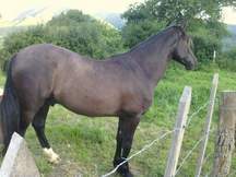 Se vende caballo PRE negro morcillo
