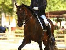 Caballo Pura Raza Española