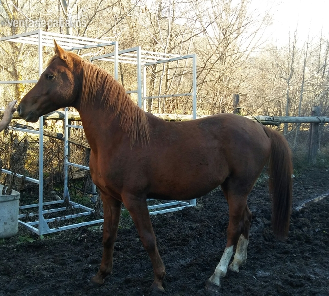 VENTA DE CABALLO PURA RAZA ARABE in 