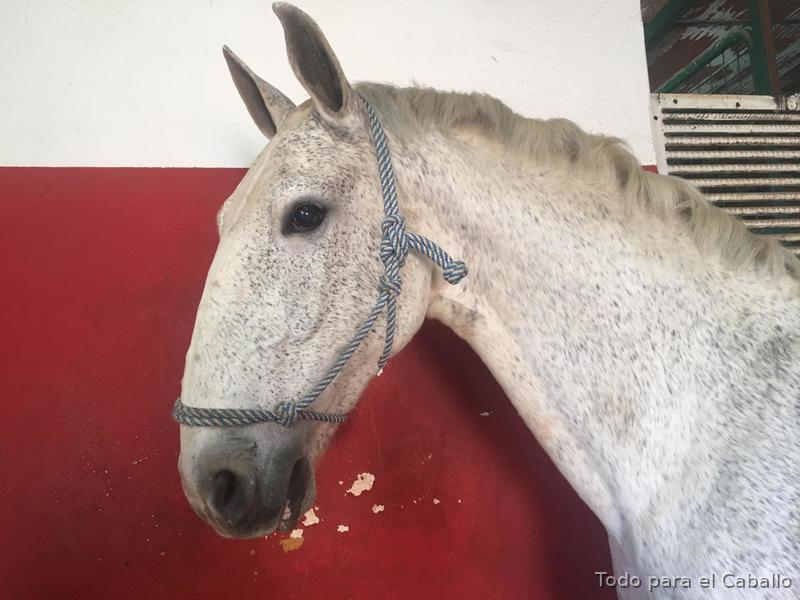 Caballo grande y bueno in 
