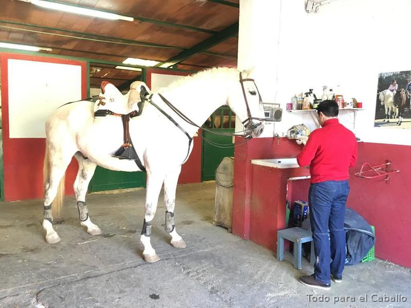Caballo grande y bueno - Caballos Capados Centro europeo