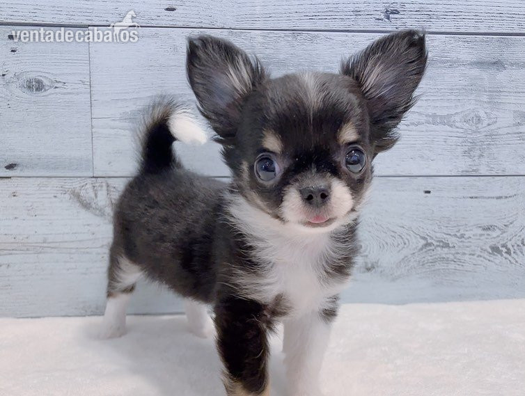 Cachorros chihuahua hembra in 