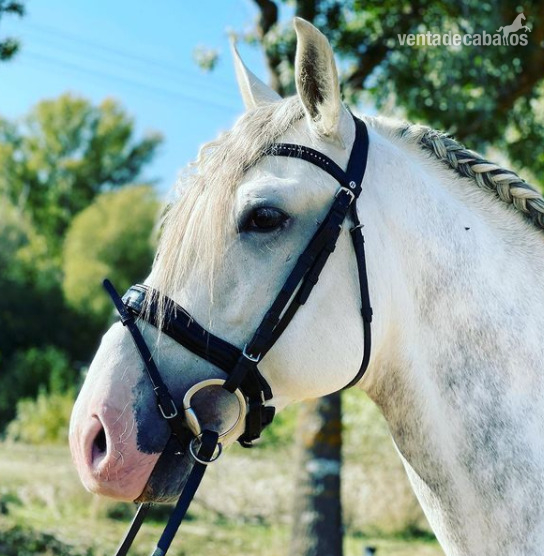 Se vende Caballo Lusitano 5 años in 