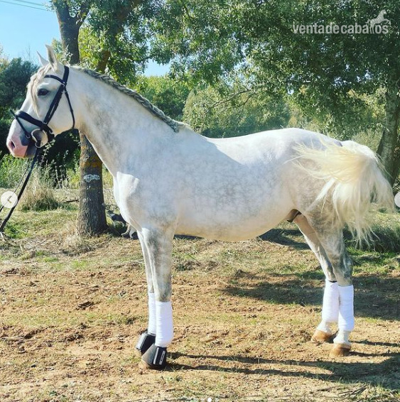 Lusitano