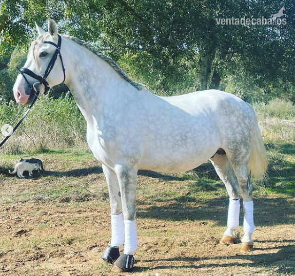 Lusitano {TYPE}