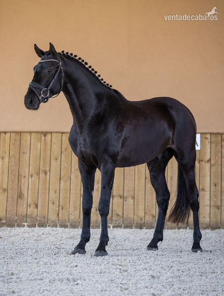 Excepcional castrado negro de Hannoveriano in 