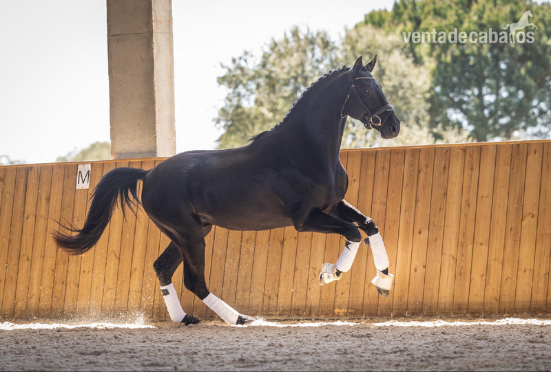 Caballos Capados Hannoveriano - Excepcional castrado negro de Hannoveriano