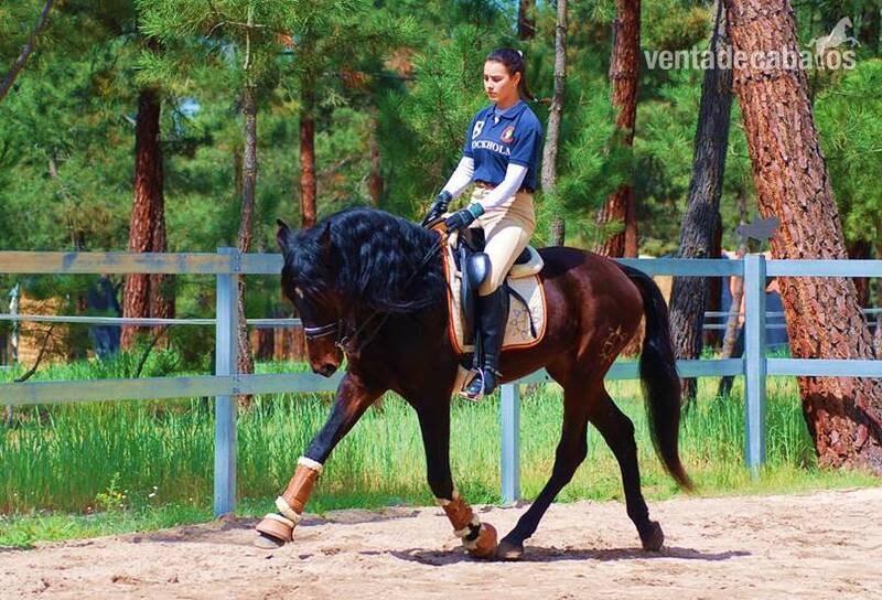 TOP QUALITY YOUNGSTER-SUPER NICE CHARACTER-HUGE DRESSAGE PROSPECT in 