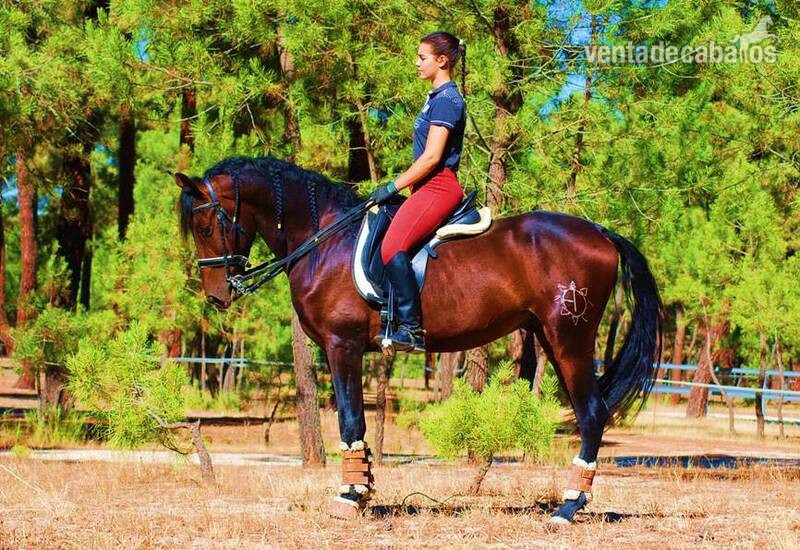 Caballos Pura Raza Española (P.R.E.) Pura Raza Española - TOP QUALITY YOUNGSTER-SUPER NICE CHARACTER-HUGE DRESSAGE PROSPECT