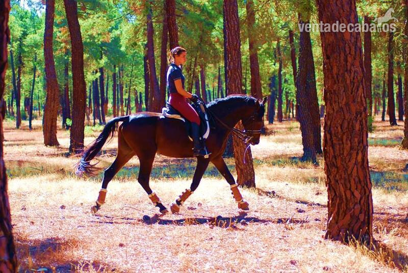TOP QUALITY YOUNGSTER-SUPER NICE CHARACTER-HUGE DRESSAGE PROSPECT - Caballos Pura Raza Española (P.R.E.) Pura Raza Española