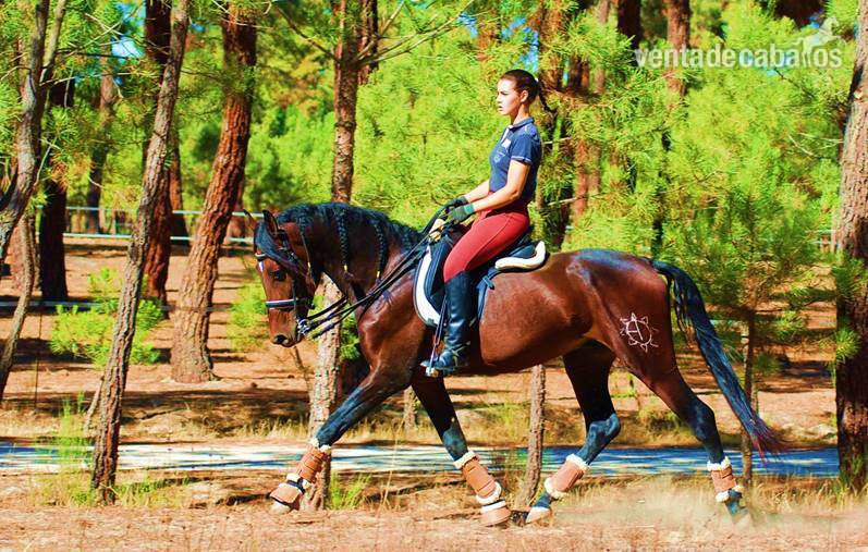 TOP QUALITY YOUNGSTER-SUPER NICE CHARACTER-HUGE DRESSAGE PROSPECT - Pura Raza Española