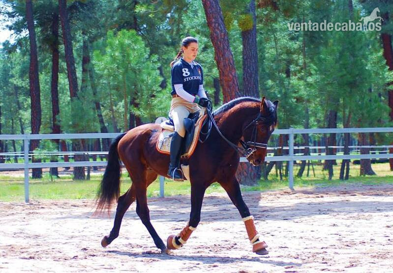 TOP QUALITY YOUNGSTER-SUPER NICE CHARACTER-HUGE DRESSAGE PROSPECT - Caballos Pura Raza Española (P.R.E.)