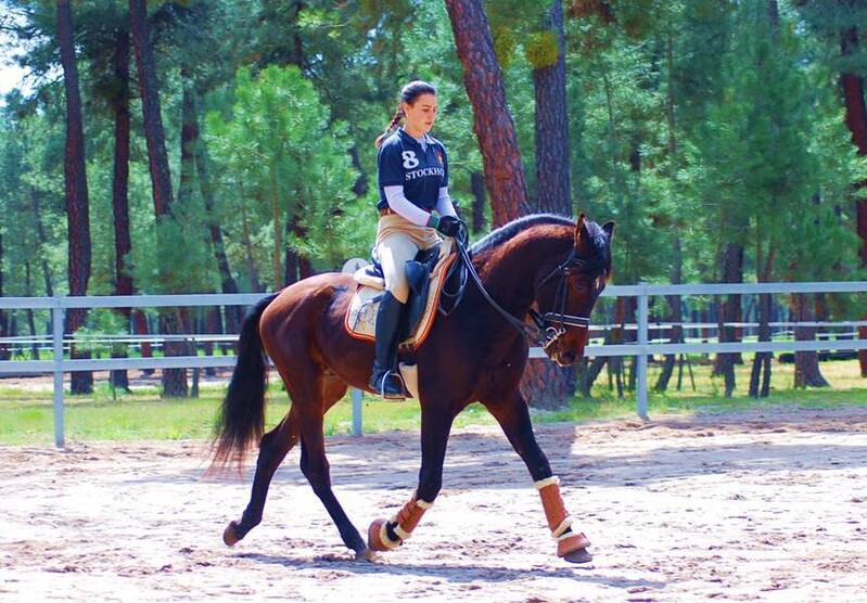 TOP QUALITY YOUNGSTER-SUPER NICE CHARACTER-HUGE DRESSAGE PROSPECT - Caballos Pura Raza Española (P.R.E.)