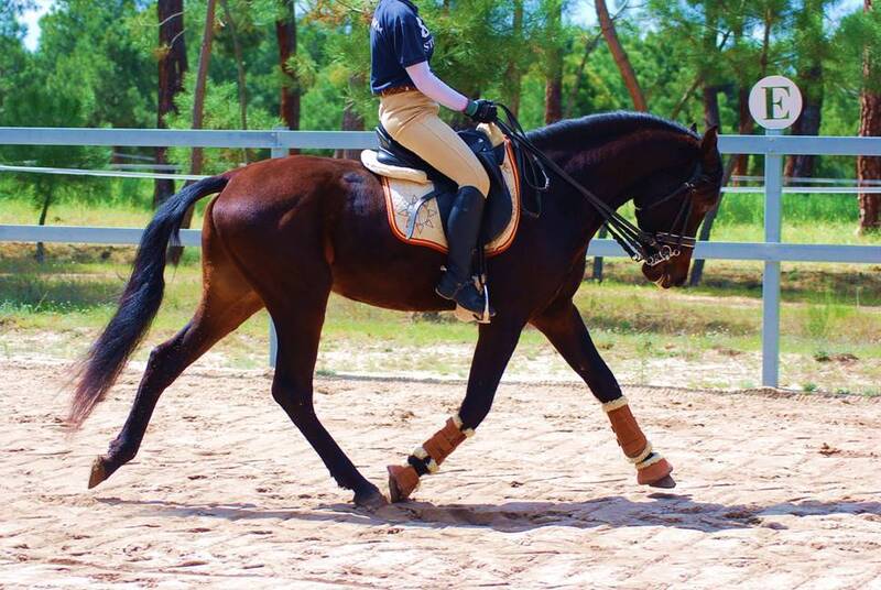 TOP QUALITY YOUNGSTER-SUPER NICE CHARACTER-HUGE DRESSAGE PROSPECT