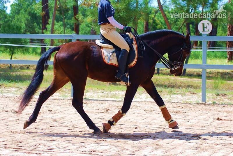 TOP QUALITY YOUNGSTER-SUPER NICE CHARACTER-HUGE DRESSAGE PROSPECT