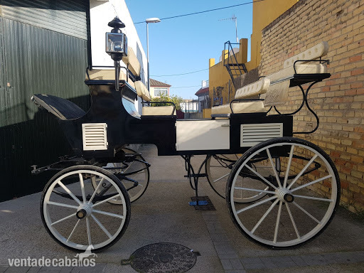 Pura Raza Española {TYPE}