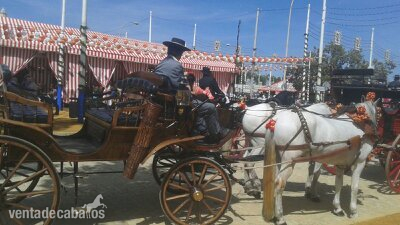 alquiler de coches de caballos  - Pura Raza Española