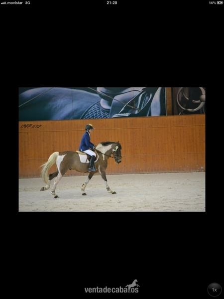 Venta de poni D in 