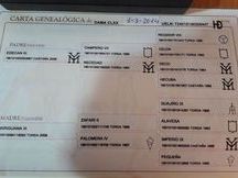 Potra pura raza española 